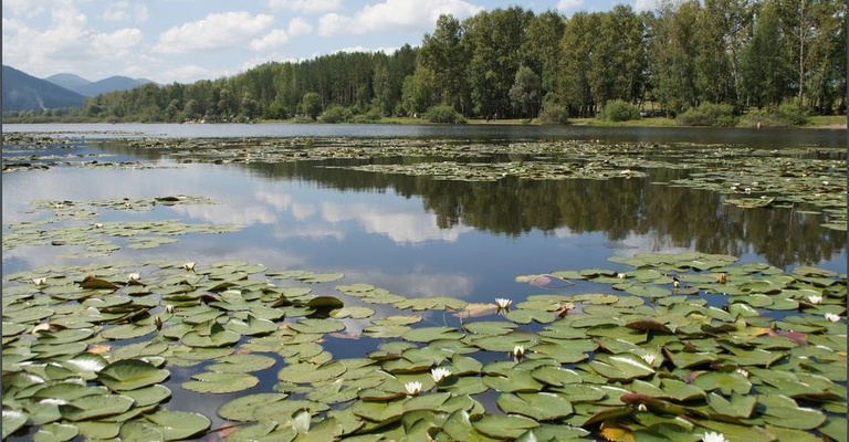 Лилии Манжерокского озера